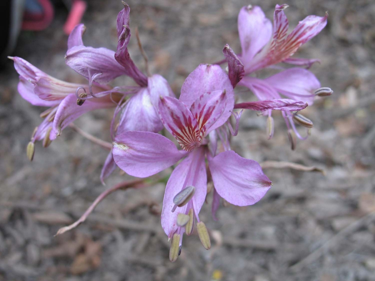 1 4372 5 A. presliana presliana, variante lila, Siete Tazas